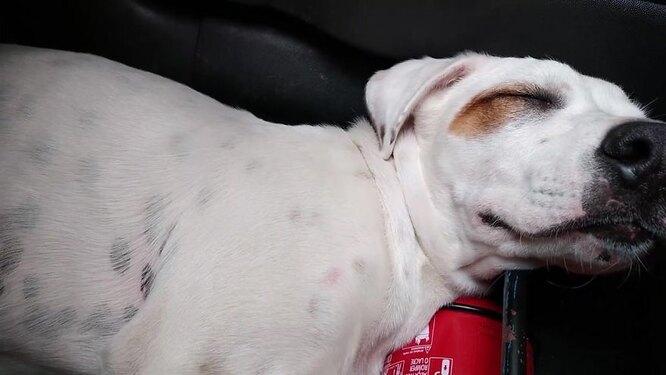 Мужчина обнаружил в машине спящего пса. Он оказался там неслучайно