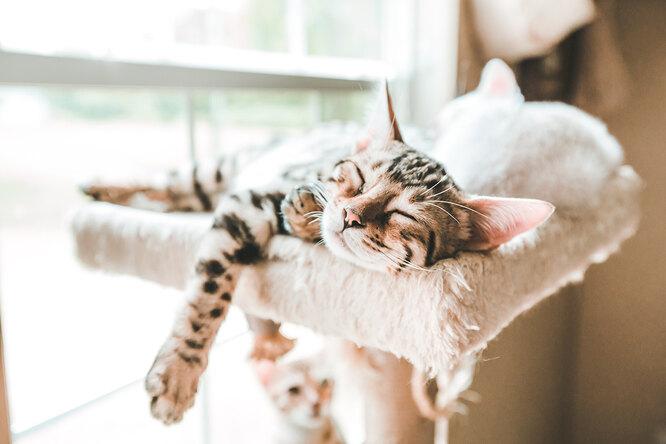 Почему кошка много спит: это болезнь или норма