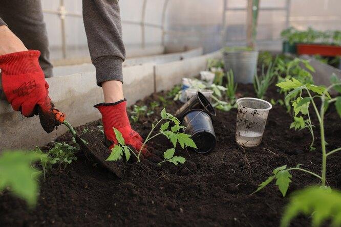 Полезная дача: как сад и огород влияют на наше здоровье