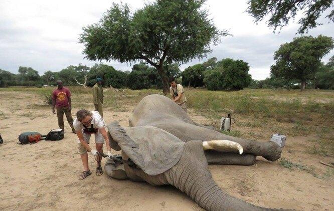 Раненый слон пришел просить людей о помощи. Ему провели уникальную операцию