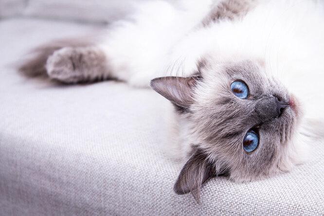 Самые ленивые и спокойные породы кошек: кто не перевернёт дом в ваше отсутствие