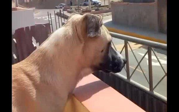 Самый грустный пёс в мире дни напролёт проводит на балконе в ожидании хозяина