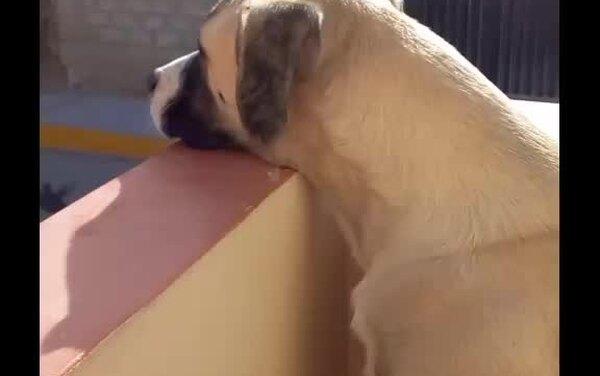 Самый грустный пёс в мире дни напролёт проводит на балконе в ожидании хозяина