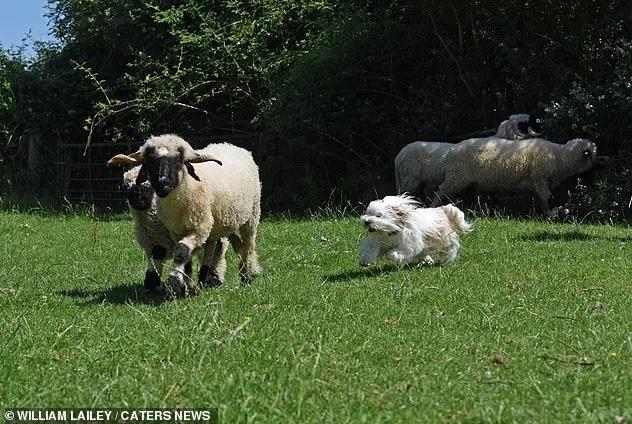 Собака пыталась стать пастухом у овец, но провалилась — по забавной причине
