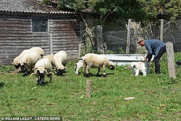 Собака пыталась стать пастухом у овец, но провалилась — по забавной причине