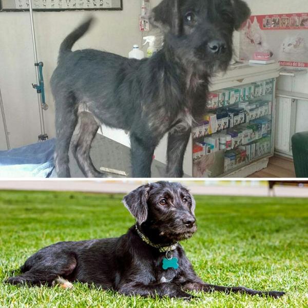 Вот что делает любовь: фото бездомных собак до и после их спасения
