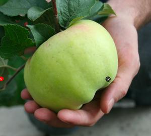 Вот это размер! Самые крупные сорта садовой малины, яблок, слив и не только