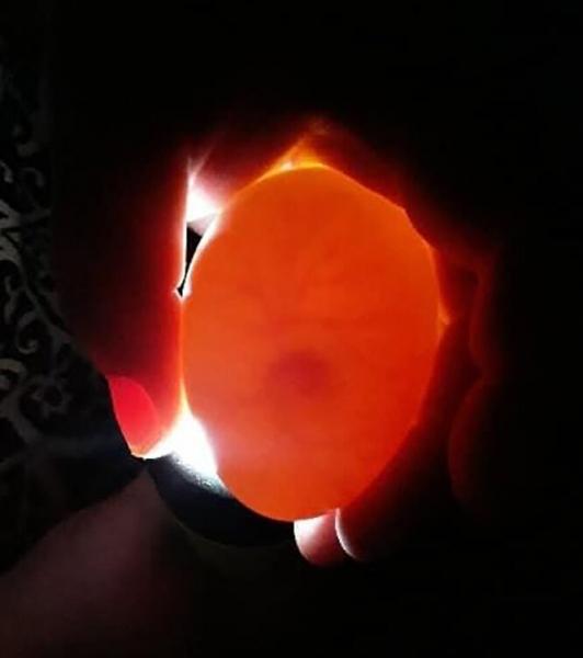 Женщина нашла треснутое яйцо и «выносила» его в бюстгальтере