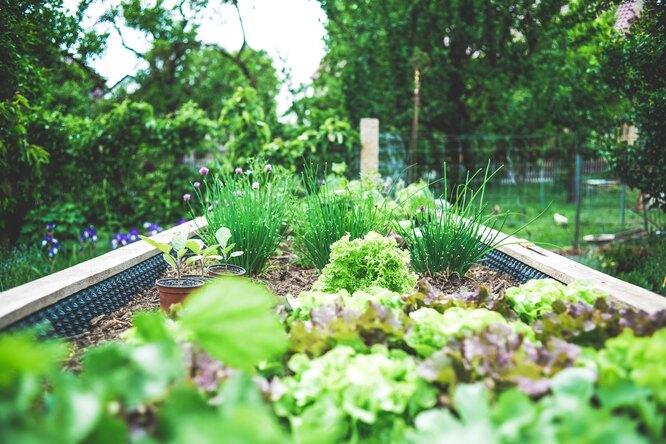 10 трав, которые вы можете выращивать дома круглый год