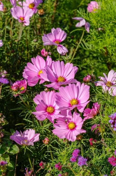30 очаровательных цветов, которые украсят ваш сад осенью
