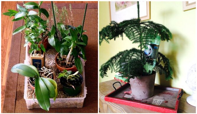 5 способов спасти комнатные растения, пока вы в отпуске