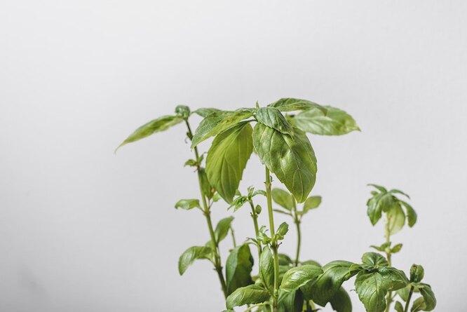 8 растений-репеллентов, которые прогонят комаров с вашего участка