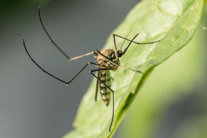8 растений-репеллентов, которые прогонят комаров с вашего участка