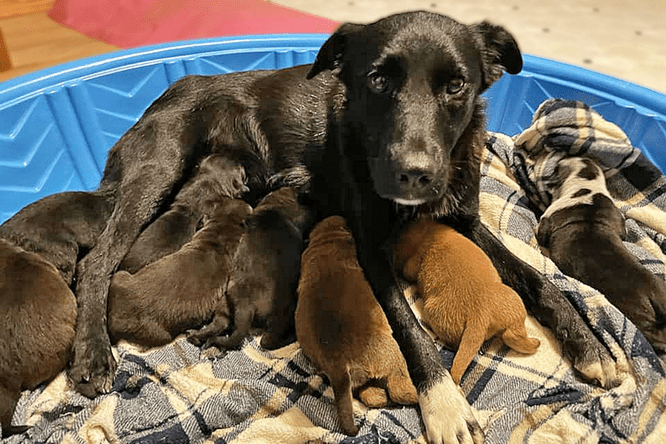 Чужих детей не бывает: собака потеряла своих щенков, но выкормила 10 сирот