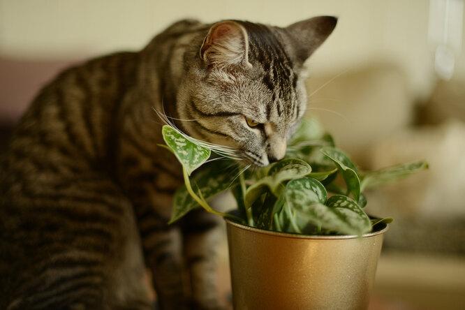 Если кошка ест цветы: 8 комнатных растений, которые безопасны для животных