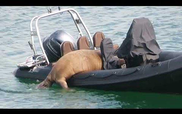 Ирландскому моржу подарят плавучий диван, чтобы он перестал топить лодки