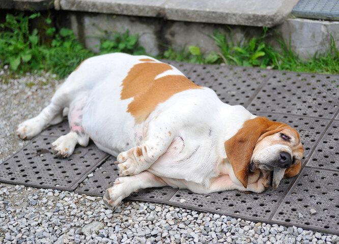 Как понять, что у вашей собаки лишний вес, и что с этим делать