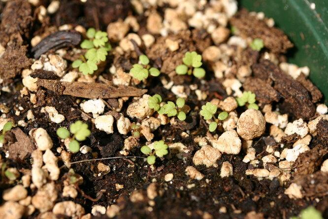 Как размножается клубника: получаем собственный посадочный материал
