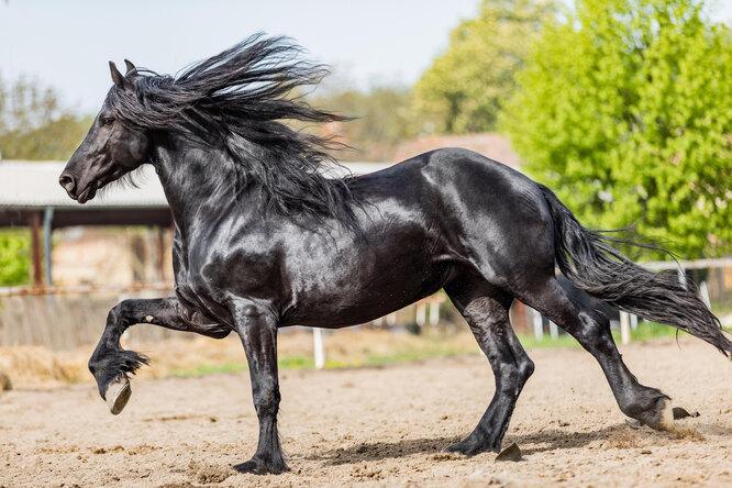 Как выбрать красивое имя для коня, и как его нельзя называть ни за что