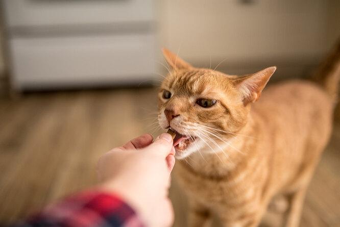Как выбрать лакомство для кошки: 10 важных вопросов о питании