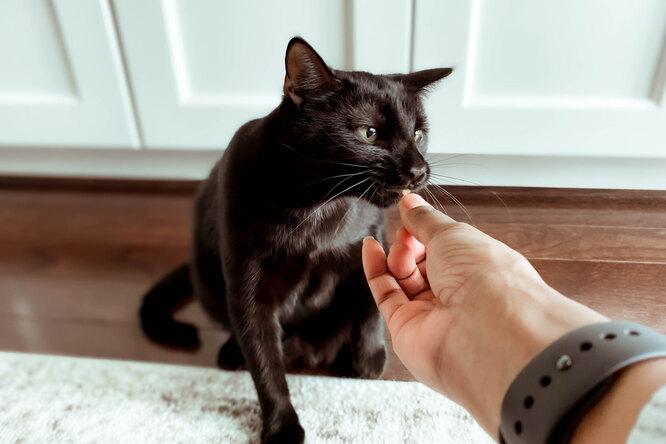 Как выбрать лакомство для кошки: 10 важных вопросов о питании