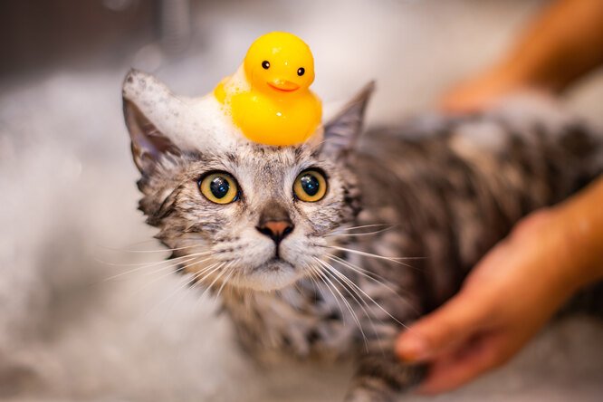 Какие кошки не боятся воды: 7 пород, которых можно смело купать