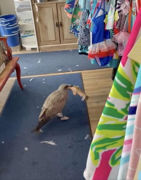 Когда не продали рыбов: маленькая чайка ограбила сувенирный магазин