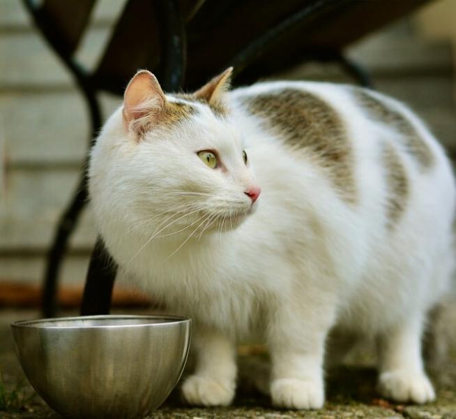 Кот на диете — как помочь питомцу похудеть, и не стать при этом ему врагом