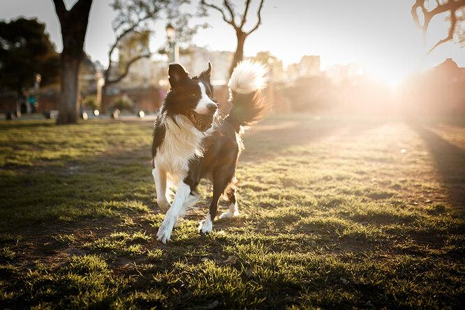 Личный фитнес-тренер и компаньон: бордер-колли — самая умная собака