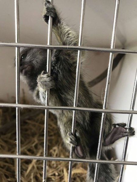 Маленькую обезьянку спасли из птичьей клетки. Теперь у нее есть настоящий дом