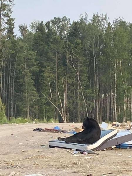 Медведь нашёл на помойке хороший матрас и расслабился по полной
