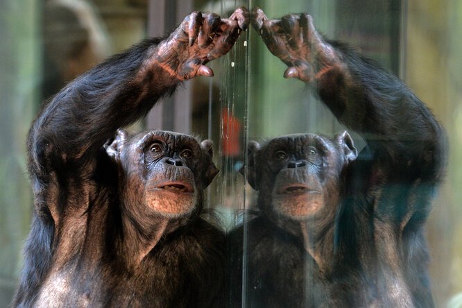 Плачет в разлуке: женщину не пускают в зоопарк из-за «романа» с шимпанзе