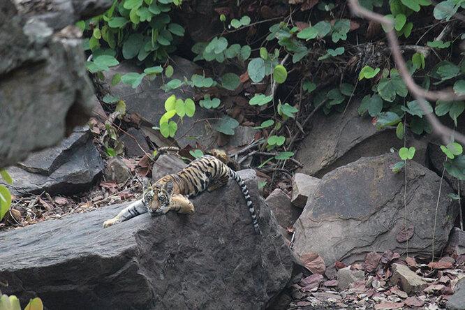 Редкий случай: папа-тигр взялся растить четырех тигрят после гибели их матери