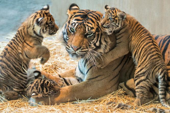 Редкий случай: папа-тигр взялся растить четырех тигрят после гибели их матери