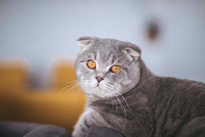 Самые популярные в России породы кошек и за что их любят