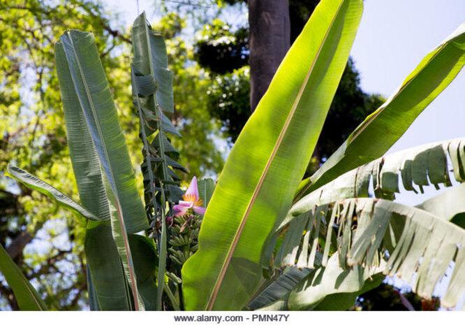 Утёр нос соседям: мужчина вырастил тропический сад в обычном дворе