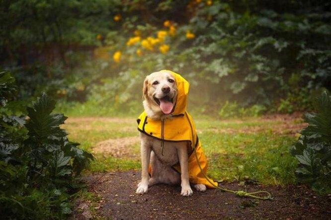 Вот что бывает, когда ленивую собаку не может прогнать с веранды дождь