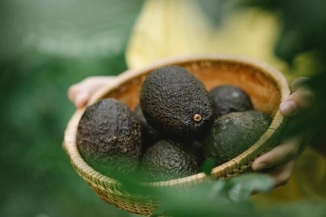 Все о пользе авокадо для здоровья