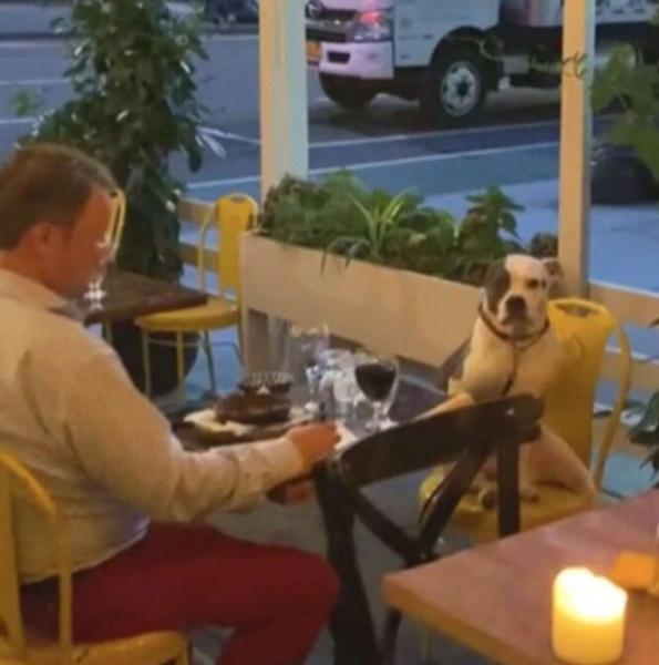 Захотелось романтики: парень пригласил в ресторан свою собаку