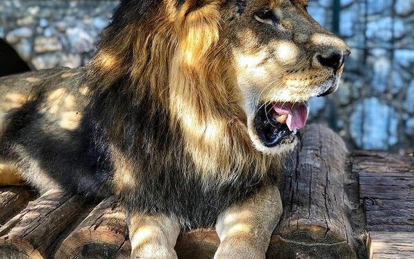 Зоозащитники возмущены изобретением для селфи со львом — оно нервирует животных