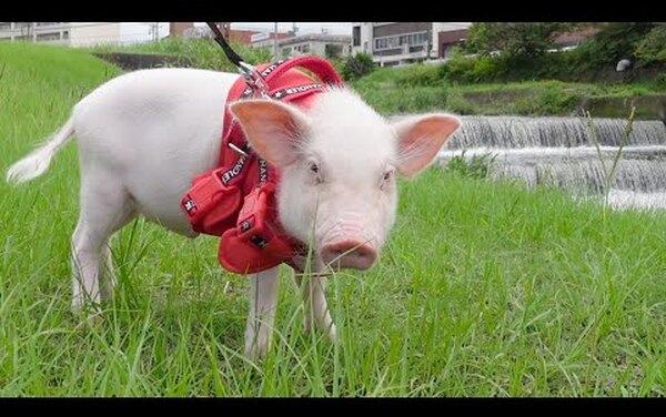Безжалостный блогер: женщина растила свинью 100 дней, чтобы съесть в эфире
