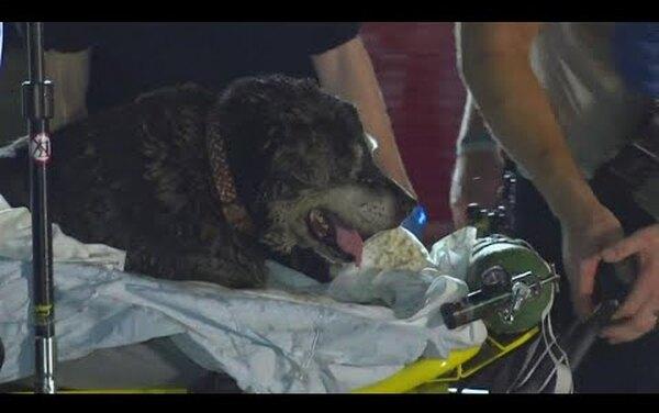 Глухой пес провалился в канализацию, спасатели доставали его 10 часов