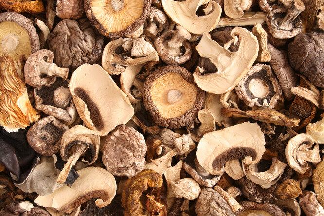 Как сушить грибы в домашних условиях?