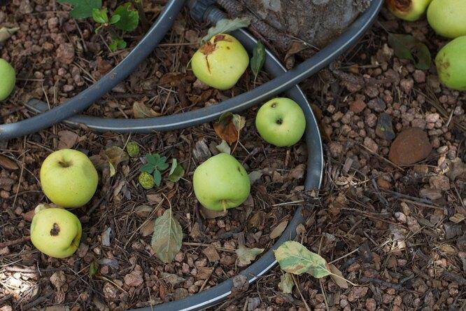 Календарь ухода за яблоней по месяцам: когда сажать, подкармливать, обрезать