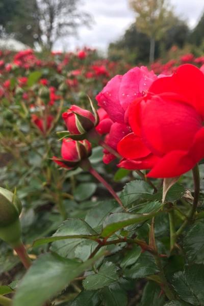 Канадская роза: особенности ухода и лучшие сорта