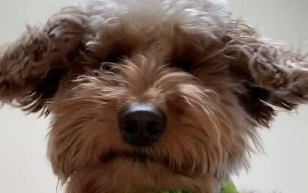 Когда собаке есть, что вам сказать: 10 смешных видеозвонков от питомцев