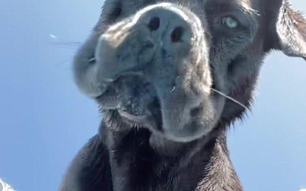 Когда собаке есть, что вам сказать: 10 смешных видеозвонков от питомцев