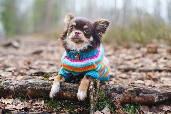 Нужна ли собакам тёплая одежда?