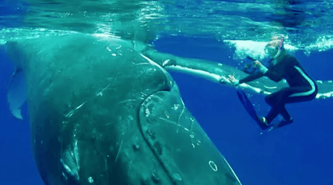 Огромный кит толкал испуганную дайверку носом. Он спасал её от зверя пострашнее