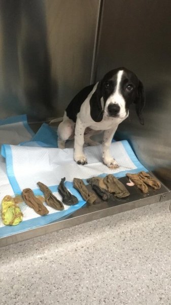 Повезло глупышу! В Ирландии чудом спасли собаку, съевшую девять носков